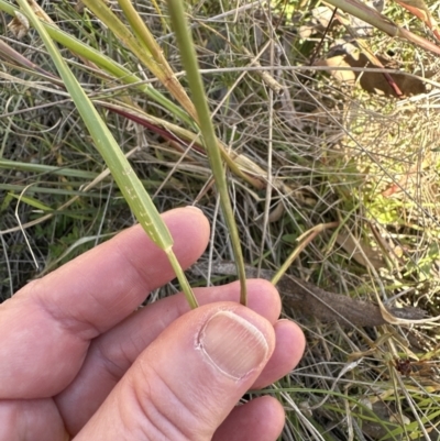 Setaria parviflora (Slender Pigeon Grass) at Aranda, ACT - 12 May 2023 by lbradley