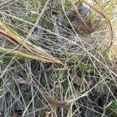 Setaria parviflora at Aranda, ACT - 12 May 2023