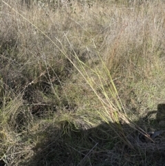 Setaria parviflora at Aranda, ACT - 12 May 2023