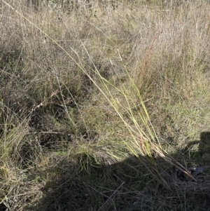 Setaria parviflora at Aranda, ACT - 12 May 2023