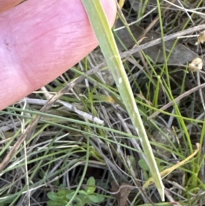 Setaria parviflora at Aranda, ACT - 12 May 2023