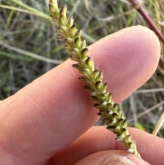 Setaria parviflora at Aranda, ACT - 12 May 2023