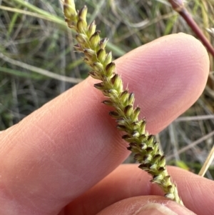 Setaria parviflora at Aranda, ACT - 12 May 2023