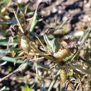 Xanthium spinosum at Bobundara, NSW - 12 May 2023 12:40 PM