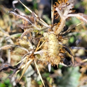 Xanthium spinosum at Bobundara, NSW - 12 May 2023 12:40 PM