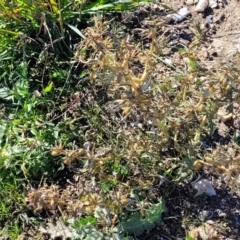 Xanthium spinosum at Bobundara, NSW - 12 May 2023 12:40 PM