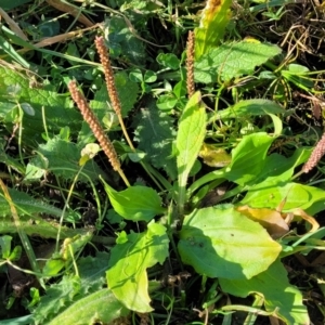 Plantago major at Bobundara, NSW - 12 May 2023