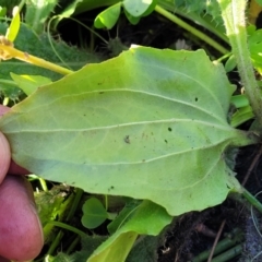 Plantago major at Bobundara, NSW - 12 May 2023