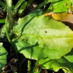 Plantago major at Bobundara, NSW - 12 May 2023