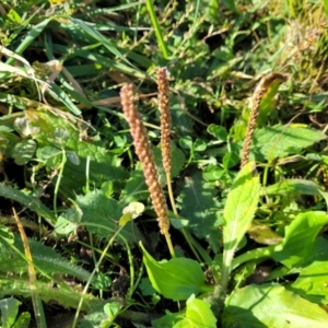 Plantago major at Bobundara, NSW - 12 May 2023