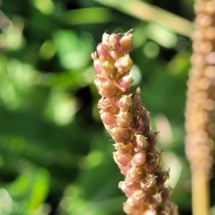 Plantago major at Bobundara, NSW - 12 May 2023