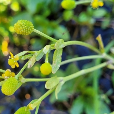 Ranunculus sceleratus subsp. sceleratus (Celery-leaved Buttercup, Celery Buttercup) at Bobundara, NSW - 12 May 2023 by trevorpreston