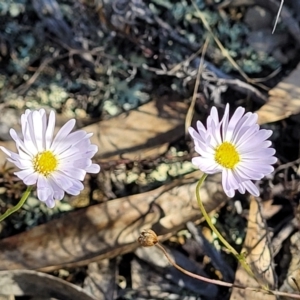 Brachyscome rigidula at Bobundara, NSW - 12 May 2023