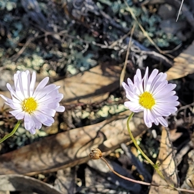 Brachyscome rigidula (Hairy Cut-leaf Daisy) at Bobundara, NSW - 12 May 2023 by trevorpreston