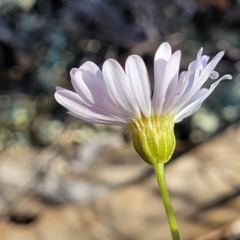 Brachyscome rigidula at Bobundara, NSW - 12 May 2023 12:20 PM