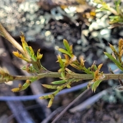 Brachyscome rigidula at Bobundara, NSW - 12 May 2023