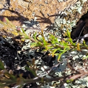 Brachyscome rigidula at Bobundara, NSW - 12 May 2023