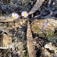 Brachyscome rigidula at Bobundara, NSW - 12 May 2023