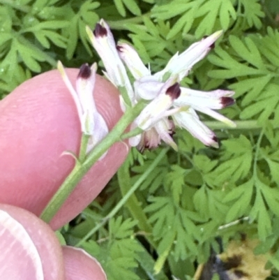 Fumaria capreolata (White Fumitory) at Aranda, ACT - 12 May 2023 by lbradley