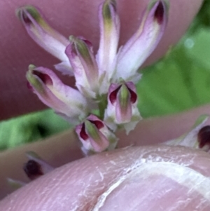 Fumaria capreolata at Aranda, ACT - 12 May 2023