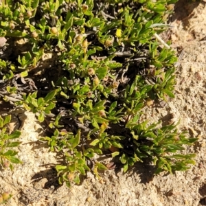 Dodonaea procumbens at Bobundara, NSW - 12 May 2023