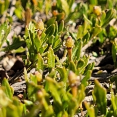 Dodonaea procumbens at Bobundara, NSW - 12 May 2023