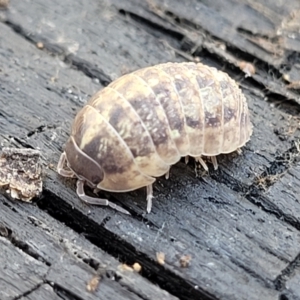 Armadillidium vulgare at Bobundara, NSW - 12 May 2023