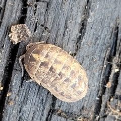 Armadillidium vulgare at Bobundara, NSW - 12 May 2023 12:10 PM