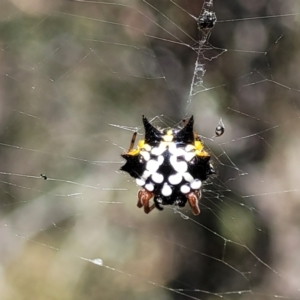 Austracantha minax at Bobundara, NSW - 12 May 2023