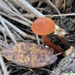 Laccaria sp. (Laccaria) at Bobundara Nature Reserve - 12 May 2023 by trevorpreston