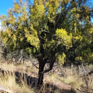 Exocarpos cupressiformis at Bobundara, NSW - 12 May 2023