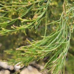 Exocarpos cupressiformis at Bobundara, NSW - 12 May 2023