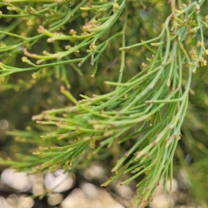 Exocarpos cupressiformis at Bobundara, NSW - 12 May 2023