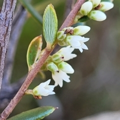 Monotoca scoparia (Broom Heath) at Bobundara Nature Reserve - 12 May 2023 by trevorpreston