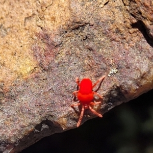 Trombidiidae (family) at Bobundara, NSW - 12 May 2023 11:41 AM