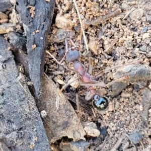 Myrmecia sp. (genus) at Bobundara, NSW - 12 May 2023