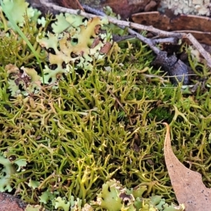 Cladia sp. (genus) at Bobundara, NSW - 12 May 2023