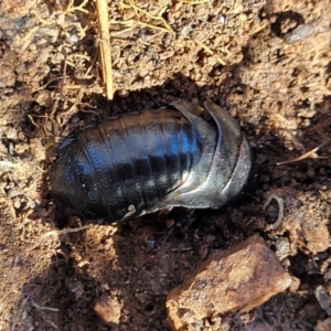 Panesthia australis at Bobundara, NSW - 12 May 2023 11:38 AM