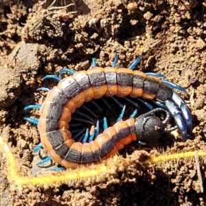 Scolopendra laeta at Bobundara, NSW - 12 May 2023