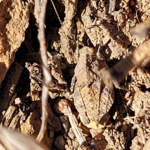 Tetrigidae (family) at Bobundara, NSW - 12 May 2023 11:24 AM