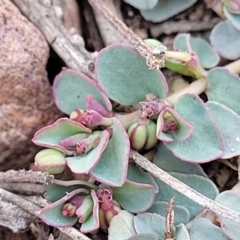 Euphorbia dallachyana at Bobundara, NSW - 12 May 2023