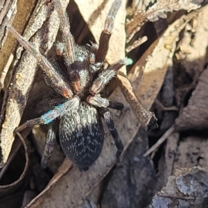 Badumna sp. (genus) at Bobundara, NSW - 12 May 2023