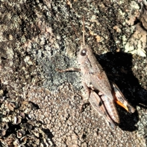 Phaulacridium vittatum at Bobundara, NSW - 12 May 2023