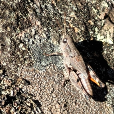 Phaulacridium vittatum (Wingless Grasshopper) at Bobundara Nature Reserve - 12 May 2023 by trevorpreston