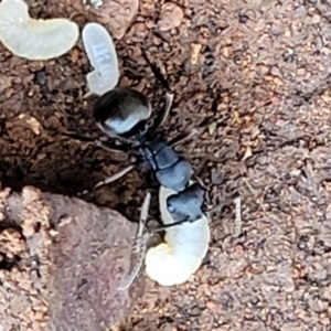 Polyrhachis phryne at Bobundara, NSW - 12 May 2023