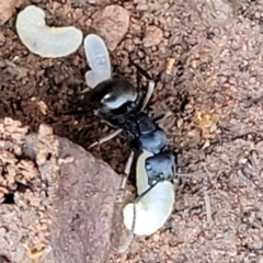 Polyrhachis phryne at Bobundara, NSW - 12 May 2023