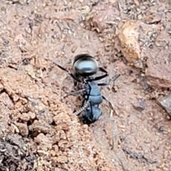 Polyrhachis phryne at Bobundara, NSW - 12 May 2023