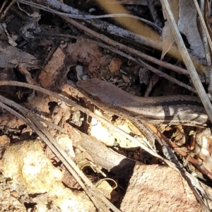 Lampropholis guichenoti at Bobundara, NSW - 12 May 2023 11:05 AM