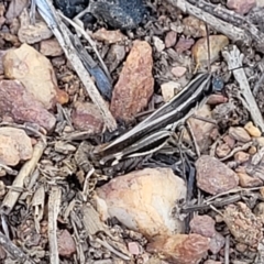 Macrotona australis (Common Macrotona Grasshopper) at Bobundara, NSW - 12 May 2023 by trevorpreston