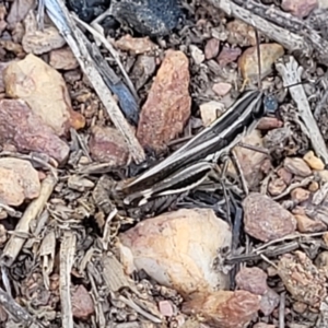 Macrotona australis at Bobundara, NSW - 12 May 2023